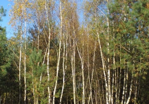 zdjęcie jesiennych brzóz z resztką liści - drzewa rosną na leśnej, słonecznej polanie